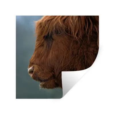Produktbild von MuchoWow® Wandtattoo Wandsticker Wandaufkleber Schottische Highlander - Tiere - Nebel 30x30 cm Selbstklebend und Repositionierbar - Repositionierbar - Wasser abweisend