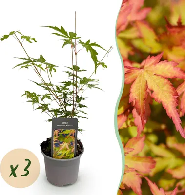 Image de Green boutiQ - Plante de jardin - Acer palmatum Sangokaku - Vert - 3 plants - À feuilles caduques - Peu d'entretien - Pot de 12 cm, hauteur 35 cm