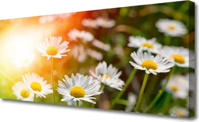 Produktbild von Tulup Leinwand-Bilder 125x50 Wandbild Canvas Kunstdruck Gänseblümchen Pflanzen