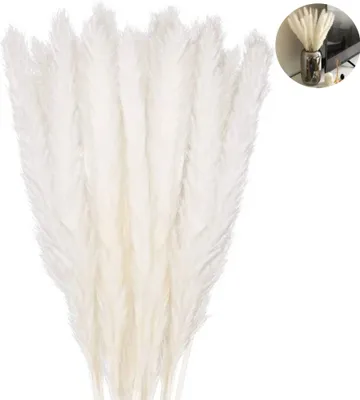 A bunch of dried pampas grass stems arranged in a bouquet against a white background.