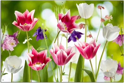 Produktbild von Wallario Outdoor-Poster für Garten oder Balkon, Motiv Blühende Blumen im Frühling in pink und weiß, in ca. 61 x 91,50 cm