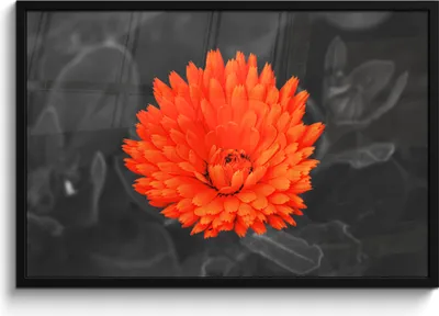 Produktbild von MuchoWow® MuchoWow® Gerahmtes Poster Blumen - Orange - Schwarz - Weiß 90x60 cm - Poster mit zchwarzem Bilderrahmen - Fotorahmen - Foto-Plakat