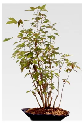 Produktbild von Bonsai - A. buergerianum, Dreispitzahorn, Wald mit 8 Bäumen