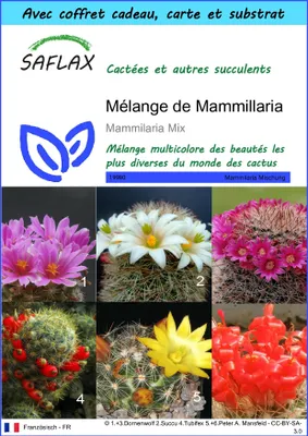 Image de SAFLAX Ensemble-cadeau - Mélange de Mammillaria - 40 graines - Mammilaria