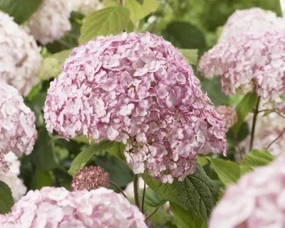 Obrázok produktu pre Hortenzie arb. candybelle Bubblegum'® - Hortenzie 50- 60 cm Kontajner