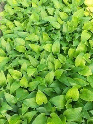 Image de 6 x Hosta hybr. 'Purple Heart'® - Hosta - Pot 9 x 9 cm