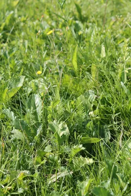 Produktbild von RSM-Rasensamen 2.4 Gebrauchsrasen Kräuterrasen 1kg