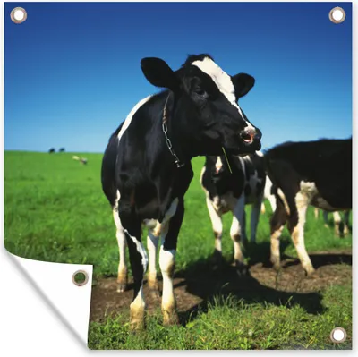 Produktbild von MuchoWow® 100x100 cm Outdoor-Poster Gartendeko Sichtschutz Garten Poster für den Garten  Kuh - Gras - Tiere