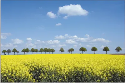 Produktbild von ARTland Wandbild Alu für Innen & Outdoor Rapsfeld und Bäume Größe: 60x40 cm