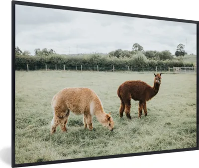 Produktbild von MuchoWow® MuchoWow® Gerahmtes Poster Alpakas - Tiere - Gras 30x20 cm - Poster mit zchwarzem Bilderrahmen - Kunstdruck - Bild-Poster