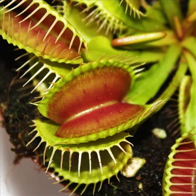 Produktbild von Venusfliegenfalle - Dionaea muscipula - 9cm Topf