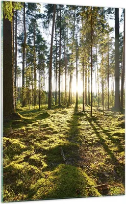 Produktbild von Bilder auf glas - Einteilig - Wald Baum Natur - 70x100cm - Glasbilder - Wandbilder - Bilder - zum Aufhängen bereit - Wanddekoration aus Glas - Glas Bilder - Wandbild auf Glas - GPA70x100-3724