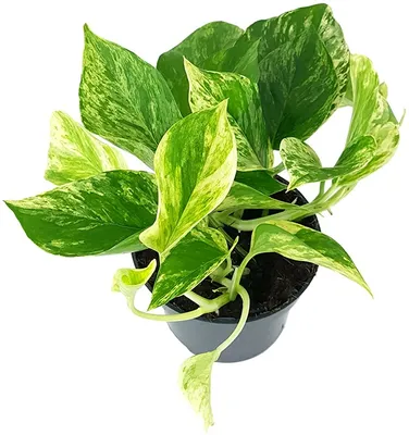 Produktbild von Fangblatt - Epipremnum pinnatum 'Marble Queen' - gefleckte Efeutute im Ø 12 cm Topf - wundervolle Grünpflanze für die Wohnung