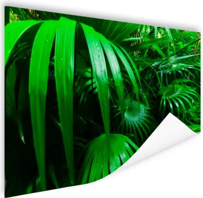 Produktbild von MuchoWow® Poster Palmenblätter im Dschungel 180x120 cm - Fotoplakat