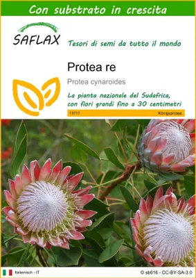 Immagine prodotto di SAFLAX  - Protea re - 5 semi - Con substrato - Protea