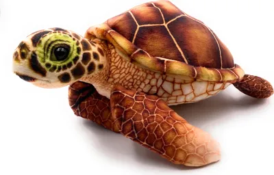 Image de Onwomania Peluche Doudou Tortue rampante Tortue de mer 2 fois Multicolore