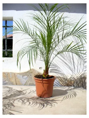 Produktbild von Zwerg-Dattelpalme, Phoenix roebelenii, Pflanze/Palme ca. 65-75 cm hoch