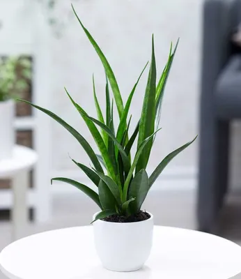 Produktbild von BALDUR Garten Sanseveria Kirkii, 1 Pflanze, Luftreinigende Zimmerpflanze, unterstützt das Raumklima, Bogenhanf Teufelszunge, Grünpflanze, mehrjährig - frostfrei halten, Sansevieria kirkii