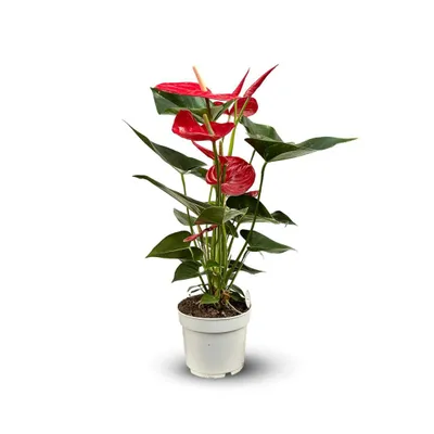 Image de Anthurium rouge - plante d'intérieur - ↕ 60-70 cm - ⌀ 17 cm - plante fleurie