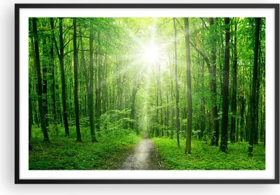 Produktbild von Gerahmtes Poster - Schwarzer Rahmen - Sonnenstrahlen Wald Sommer - 91,5x61 cm - Wand Bild - Wanddeko - Wandbilder - Wandposter - Bilderrahmen - Bilder - Kunstdruck - Wandbild - P2BAA91x61-2689
