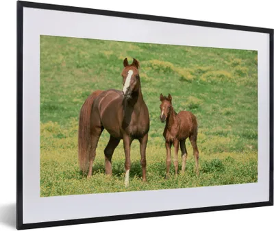 Produktbild von MuchoWow® Gerahmtes Poster Pferde - Gras - Braun 60x40 cm - Poster mit Schwarzem Bilderrahmen Wandposter Rahmen Foto Bilder - Schlafzimmer - Plakat in Rahmen - Drucken