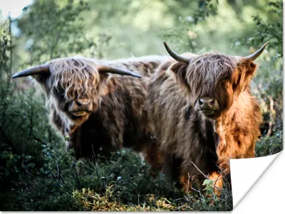 Produktbild von MuchoWow® Poster Schottische Highlander - Wald - Tiere 160x120 cm - Foto Plakat