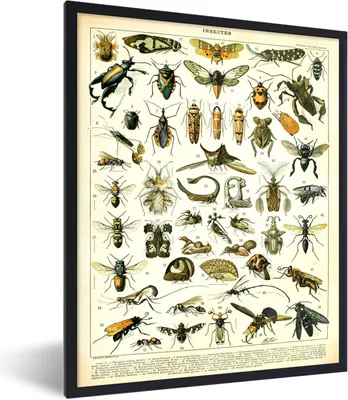Produktbild von MuchoWow® Gerahmtes Poster Insekten - Tiere - Jahrgang 60x80 cm - Poster mit Schwarzem Bilderrahmen Wandposter Rahmen Foto Bilder - Premium - Wanddeko Wohnzimmer