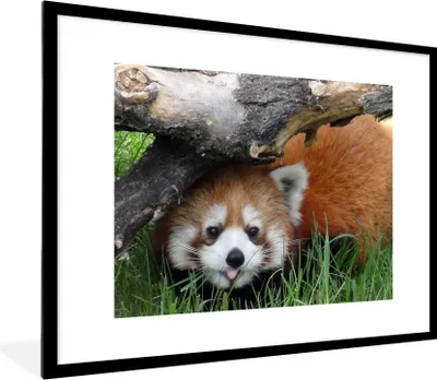 Produktbild von MuchoWow® Gerahmtes Poster Roter Panda - Stamm - Gras 80x60 cm - Poster mit Schwarzem Bilderrahmen Wandposter Rahmen Foto Bilder - Schlafzimmer-Dekorationen - Fotoposter