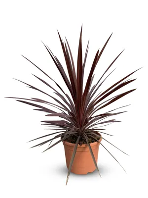 Produktbild von Cordyline australis 'Red Star' Keulenlilie, 100 cm, 10 L Topf, Winterharte Gartenpflanze für Innen und Außen