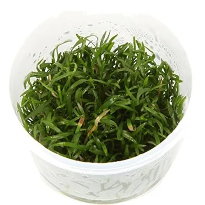 Produktbild von Lilaeopsis brasiliensis Brasilianische Graspflanze in Vitro