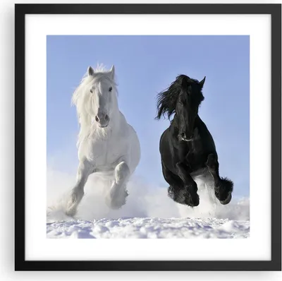 Produktbild von Gerahmtes Poster - Schwarzer Rahmen - Tiere Schönheit Wettbewerb - 40x40 cm - Wand Bild - Wanddeko - Wandbilder - Wandposter - Bilderrahmen - Bilder - Kunstdruck - Wandbild - P2BAC40x40-2179