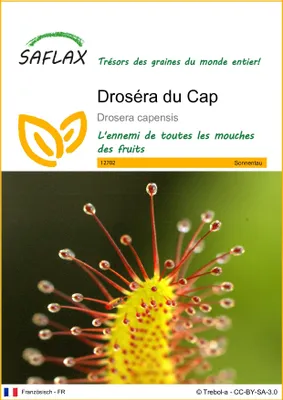 Image de SAFLAX  - Droséra du Cap - 200 graines - Drosera