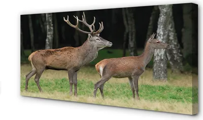Imagen del producto de Cuadro sobre lienzo, 100x50 cm, obra de arte mural, Hirschwald