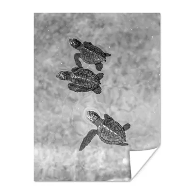 Obrázok produktu pre MuchoWow® Plagát - Želvy čiernobiela fotografia - 60x80