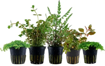 Produktbild von Wabikusa Set mit 5 Topf Pflanzen Aquariumpflanzen Set 245 Wasserpflanzen AquaOne