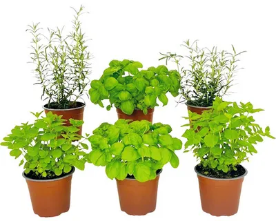 Produktbild von Kräuter Set FloraSelf Cocktail Kräuter Mix 6 Stk. Ø 12 cm Topf