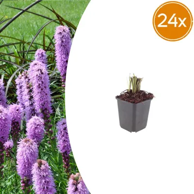 Zdjęcie produktu dla Liatris spicata | 24 sztuki - 10-25cm - Ø9cm - Roślina ogrodowa