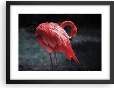 Produktbild von Gerahmtes Poster - Schwarzer Rahmen - Flamingo Rosa Vogel - 40x30 cm - Wand Bild - Wanddeko - Wandbilder - Kunstposter - Wandposter - Bilderrahmen - Bilder - Kunstdruck - P2BAA40x30-4551
