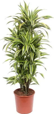 Image de Dracaena Citron Vert - 150 cm - Ø30
