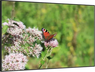Produktbild von Wallario Wandbild Schmetterling auf Blüte, Größe: 61 x 91,50 cm, Poster mit schwarzem Aluminiumrahmen