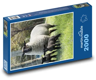 Obrázok produktu pre martinpuzzle - Puzzle 2000 - Ovce - jahnatá