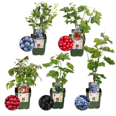 Produktbild von Plants by Frank | Früchte Oase  Obstpflanzen Mix | Himbeerstrauch | Roter Johannisbeerstrauch | 100% Biologisch | Gartenpflanzen