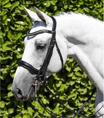 Image de Premier Equine Abriano Double Bridon Anatomique Noir Full Noir Full