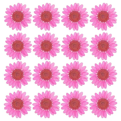 48 getrocknete gepresste Gänseblümchen, rot-rosa, 2,5–3,5 cm