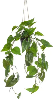 Produktbild von artplants.de Künstlicher Philodendron Scandens Blumenampel ZILDA, Dekotopf, 80cm - Kunst Philodendron
