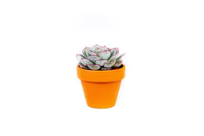Obrázok produktu pre Gardners Echeveria mix, priemer 6 cm