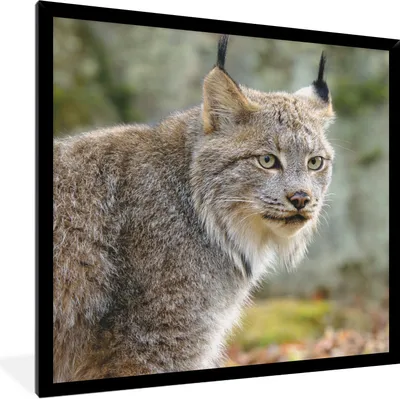 Produktbild von MuchoWow® Gerahmtes Poster Luchs - Wald - Grau 40x40 cm - Poster mit Schwarzem Bilderrahmen Wandposter Rahmen Foto Bilder - Mit Rahmen - Wanddekoration Schlafzimmer