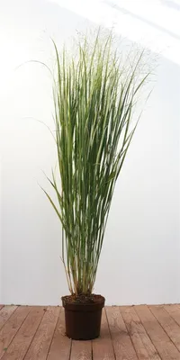 Produktbild von Panicum virgatum 'Strictum', Rutenhirse, aufrecht, 3-5 Liter Container