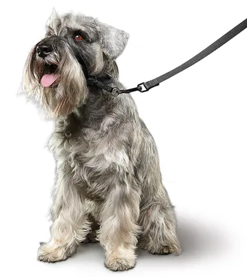 Produktbild von Beaphar Hundehalfter für kleine Rassen - Nylon Trainingshilfe - Größe S - Schwarz