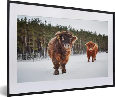 Produktbild von MuchoWow® MuchoWow® Gerahmtes Poster Schottische Hochlandrind - Schnee - Kühe 60x40 cm - Poster mit zchwarzem Bilderrahmen - Schlafzimmer - Plakat in Rahmen - Drucken